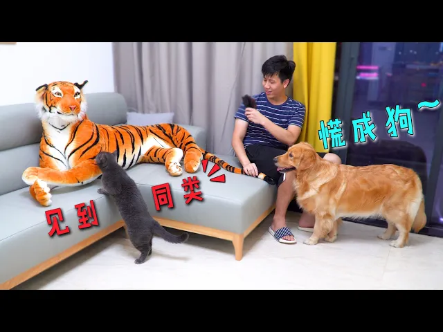 家里来了只大老虎,金毛被吓懵,猫却是这个反应!